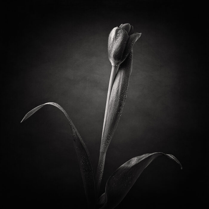 Dancing Tulips