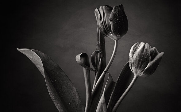 Dancing Tulips is a series inspired by the beauty and fragility of Tulips, rendered in black and white to emphasize drama and contrast.