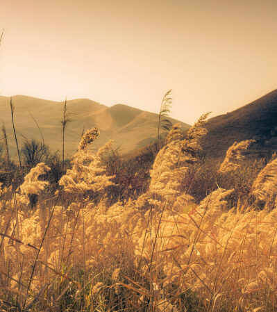 Mud Volcano Natural Park is surrounded by rolling hills bathed in a soft, golden light. In the foreground, tall, golden grasses sway gently, their delicate plumes illuminated by the sunlight. The hills in the background rise gracefully, their smooth contours adding a sense of tranquility to the scene.