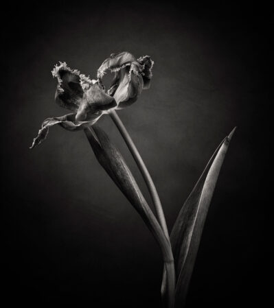This black and white photograph captures a close-up of a single tulip, showcasing its intricate details and delicate textures. The lighting enhances the natural imperfections of the petals and leaves, creating a dramatic and elegant visual effect. This image is part of the Dancing Tulips collection.