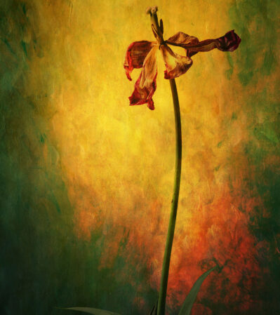 This solitary, wilting tulip with drooping petals is set against a rich, textured background that transitions from vibrant yellows and oranges to deeper greens. The interplay of light and shadow highlights its delicate structure, creating a poignant contrast between the vibrancy of the background and the decaying beauty of the bloom.