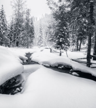 In the Carpathian Mountains, winter usually comes early. The landscape becomes magical with tall trees blanketed in snow, surrounding a gently flowing, partially frozen stream. The contrast between the smooth, pristine snow with the dark shadows of the trees and water, create a quiet, peaceful atmosphere, a sense of tranquility and solitude in a natural setting.