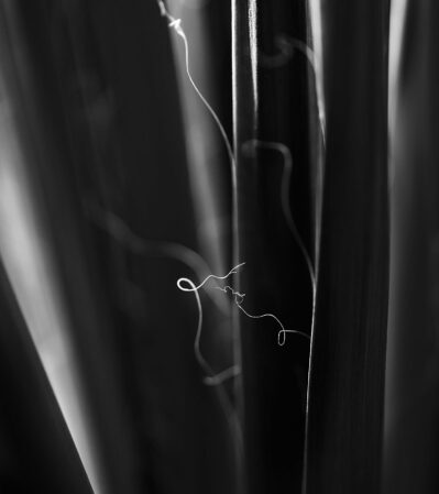 This black and white close-up of a succulent plant, focuses on its elongated and slender vertical stems. The interplay of light and shadow creates a dramatic and intimate ambiance, adding depth and a sense of abstraction to the natural elements in the photograph.