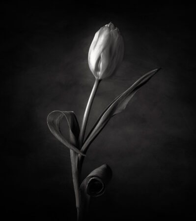This image is a high-contrast black and white photograph of a tulip. The lighting emphasizes the delicate texture and subtle details of the petals and leaves, creating a dramatic and refined composition against a dark background.