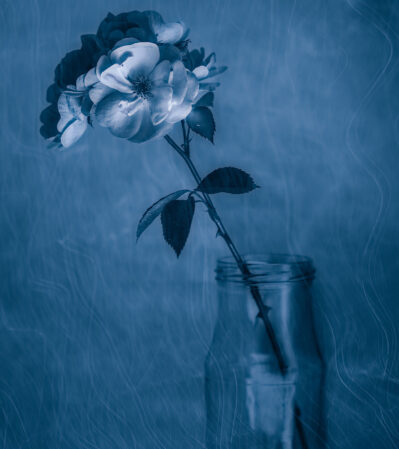 Moonlight Song captures a solitary rose bathed in a cool, monochromatic blue that evokes the quiet stillness of a moonlit still life.