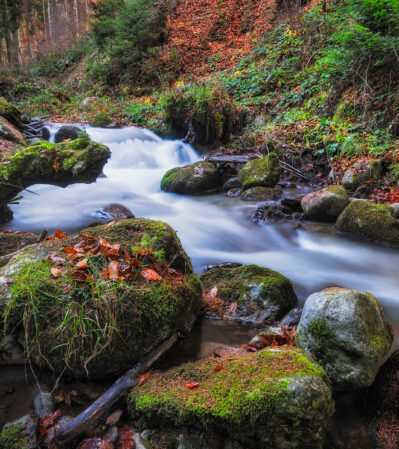 While hiking in the Ciucas Mountains, Romania, I came upon a gentle stream cutting through the dense forest, evoking a sense of peace and connection with nature. Moss-covered rocks and logs were scattered along the stream's path. The banks were adorned with vibrant greenery and fallen autumn leaves, adding a rich tapestry of colors to the composition.