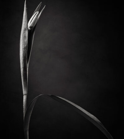 This black-and-white image beautifully captures the elegance of a single unopened tulip bud. The play of light and shadow, and the overall simplicity and minimalism of the image evoke a sense of quiet beauty and contemplation.