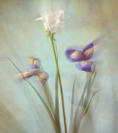 The three flowers in this image are rendered with a dreamy, almost ghostly effect, giving them a sense of movement and fluidity. The stems and leaves are slender and elongated, enhancing the graceful quality of the composition. The overall color palette is soft and muted, creating a serene and tranquil atmosphere.