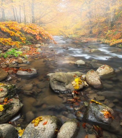 This photograph captures a tranquil autumn scene in Gutai Mountains of Romania. A gentle stream flows through the forest, meandering over rocks and stones. The dense foliage in the background, painted in vibrant autumn hues, frames the scene with the sunlight filtering through, creating a soft, misty atmosphere.