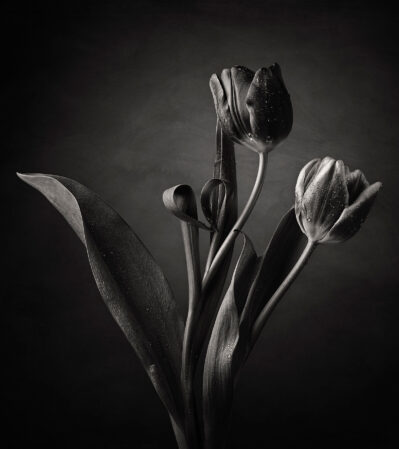 This black and white photograph focuses on the delicate petals of two tulips, still fresh with water droplets, which are positioned gracefully on a dark background. The overall tone of the photograph is dramatic and sophisticated