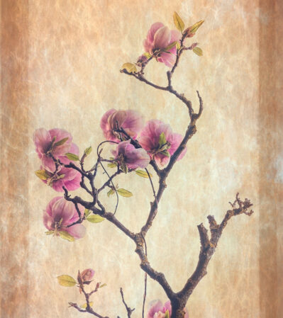This image combines natural elements with an artistic, Asian-inspired vibe, resulting in a photograph that feels both gentle and refined. Each component of the artwork is thoughtfully placed to enhance the overall serenity and grace inherent in the magnolia's bloom.