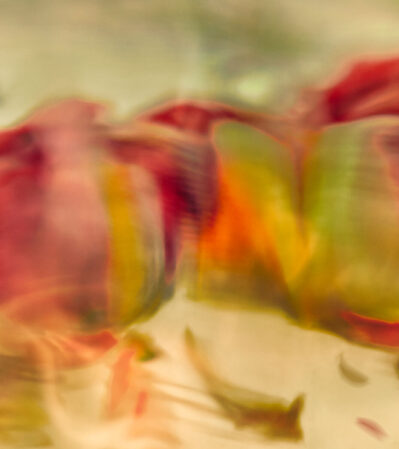 This abstract photograph is a still life arrangement of flowers and leaves vividly colored in reds, oranges and greens.