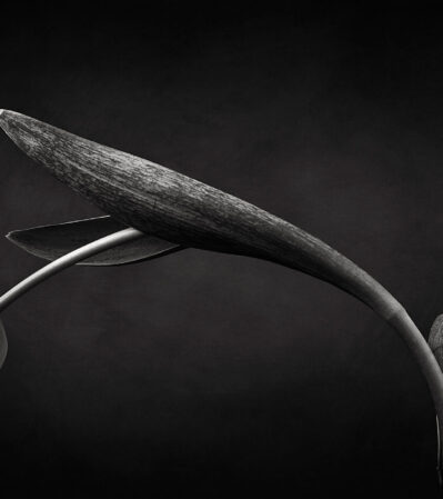 This is a minimal portrait of a tulip that leans gracefully to one side, with its stem and leaves curving elegantly. The dark background accentuates the delicate form of the tulip, creating a dramatic and refined composition.