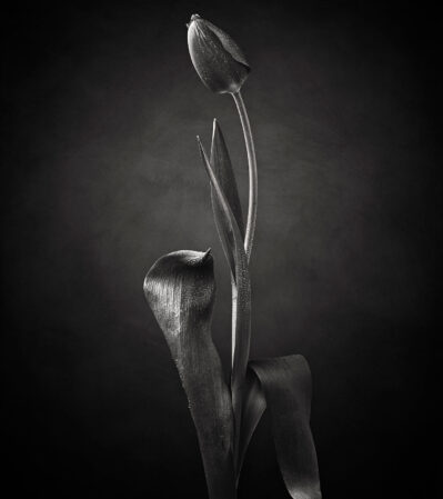This black and white photograph depicts a close-up study of a single tulip flower. The composition is simple yet striking, capturing the intricate details of the tulip's petals and leaves. The lighting emphasizes the textures and forms of the flower.