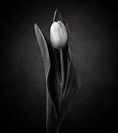 This striking black and white photograph of a tulip emphasizes the delicate texture of its petals and leaves covered in dew drops. The flower is slightly enveloped by its own leaves, creating an elegant and minimalist composition.