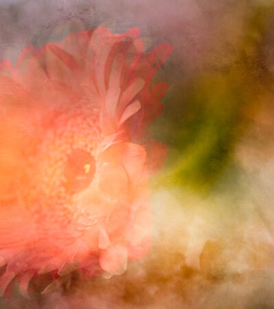 Zen Summer is an intimate study of a single flower, captured through a layered multiple exposure technique that enhances its delicate complexity.