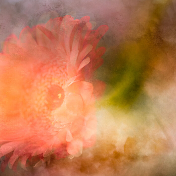 Once a Bloom
