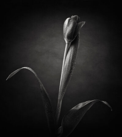 This is a black and white portrait of a single tulip with dew droplets on its delicate petals and leaves. The background is a gradient of dark shades, which contrasts with the tulip's textures, emphasizing its natural beauty, elegance and simplicity.