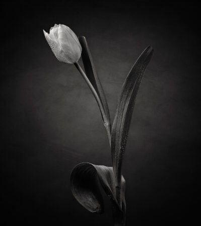 This black and white fine art photograph features a slightly tilted tulip adorned with water droplets, giving it a fresh and delicate appearance. The texture of the flower stands out on a soft-focus background, creating an elegant low-key and minimalist composition.