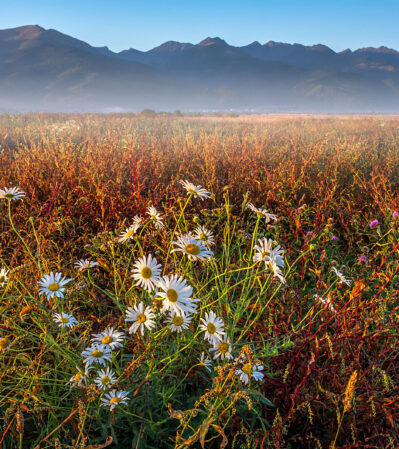 This photograph captures a field of wildflowers with the Fagaras Mountains in the background. A thin layer of misty haze lying low over the expansive field, adds an element of tranquility and depth.. The composition balances the vibrant colors of the wildflowers with the calmer, muted tones of the mountains.