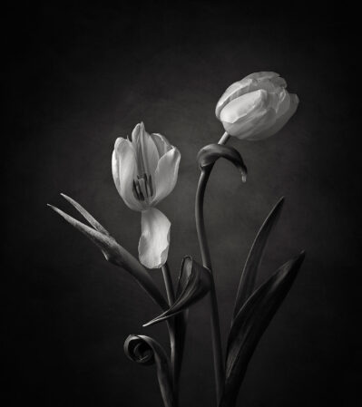 This minimalist composition, set against a dark, gradient background emphasizes the delicate textures and shapes of two flowers that seem to dance together and the elegant simplicity of the image.