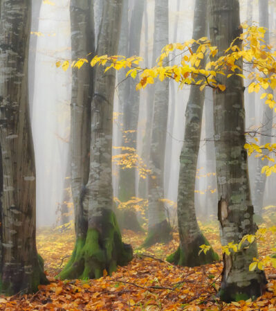 "The Last Leaves" is a digital photograph that captures the serene beauty of a dense forest in autumn. The soft, misty ambiance in the background lends an ethereal quality to the scene.