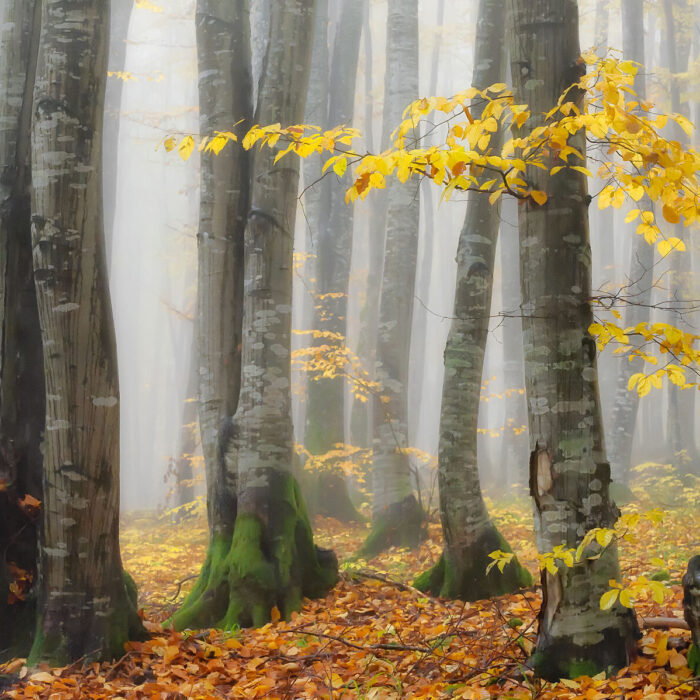 Nature's Rhythms