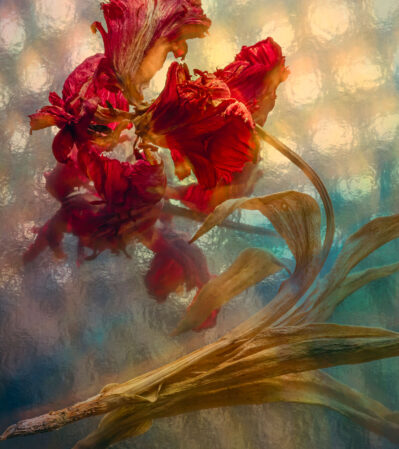 A wilting red tulip with delicate, wavy petals and extended, drying leaves is the focus of this still life image. The background features a soft, reflective, multi-colored pattern, contributing to the dreamlike quality of the image. The play of light and texture creates a sense of depth and captures the fragile, transient beauty of the flower.