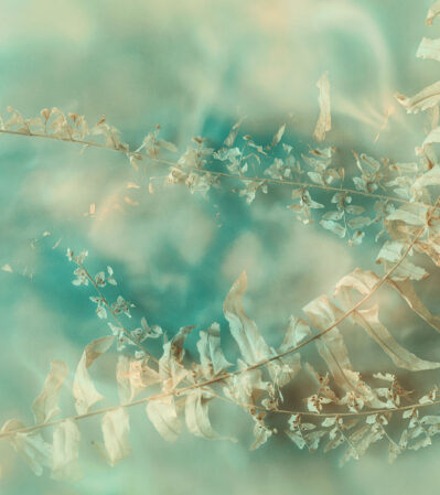 Under A Cold Spell is an abstract photograph that merges the intricate details of dried leaves with a soft, green pastel-toned background. The choice to emphasize the withered textures and curled edges of the leaves gives the composition a palpable sense of fragility, impermanence.