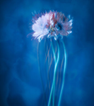 Bliss unfolds as a quiet reverie captured in layered light and subtle movement. Soft petals in shades of pale pink and white emerge like fragile whispers, their forms gently overlapping to suggest a rhythm both natural and otherworldly. Against a deep, luminous blue, the flowers take on a spectral quality—their elongated stems dissolving into the background as if drifting beneath a calm, boundless sea. This interplay of multiple exposures creates an effect of fluidity and depth, blurring the boundary between presence and memory. The composition invites you to linger in a space where time feels suspended, evoking a serene state of quiet contemplation and delicate beauty.